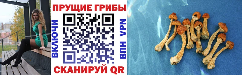 маркетплейс клад  Полтавская  Псилоцибиновые грибы Psilocybe  продажа наркотиков 